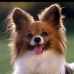 Dalton Moss - @instantpuppies - Instagram