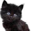 nicholas dalton - @nicholas.dalton0 - TikTok