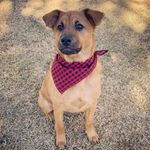 Dalton Potter - @daltonthed0g - Instagram