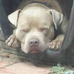 Damian Brigham - @snoop_dawg_east_garland_tx - Instagram