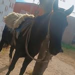 Damian Cabrera - @totito_cabrera_123 - Instagram