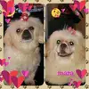 🐾DAMIANCHO🐾 - @rdamiancho - TikTok
