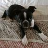 the dog group - @damiandupreea - TikTok