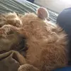 damiandyer135 - @damiandyer135 - TikTok