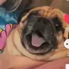 damianfalcon60 - @damianfalcon60 - TikTok
