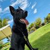 Damian German Shepard 🐾 - @jfmartinezzgermanshepher - TikTok