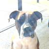 Damian_123 - @damian_doglover - TikTok