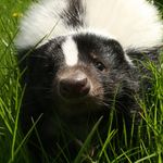 Damian Pearson - @animal_magic_parties - Instagram