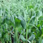 Damian Smyth - @cleangreenmicros - Instagram
