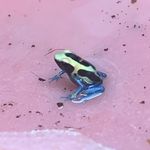 Damian Steele - @rabies_frog - Instagram