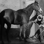 Damian Todd - @damiantoddhorsemanship - Instagram