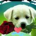 Damian Torrez - Facebook