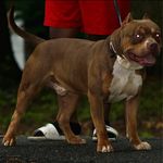Damien Adams - @bullycampkennel - Instagram