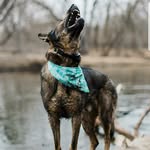 Damien Peirce Broussard - @kissmyshepherd - Instagram