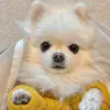 damiengreerpq9076 - @damiengreerpq9076 - TikTok