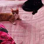 Damien Hebert - @damien.hebert.98 - Instagram
