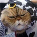 Damien Hooper - @super_cats_23 - Instagram