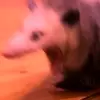 Damien Kitchen - @clowdypickle - TikTok