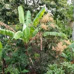 Ledam Damia Purba - Facebook