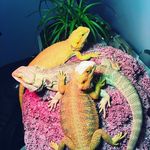 Damien Lord - @orpho_the_dragon - Instagram