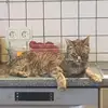 damienmay60 - @damienmay60 - TikTok