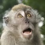 Damien Monkey - @damienmonkey888 - Instagram