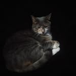 Damien Olson - @damien_meow - Instagram