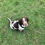 Damien The Glaswegian Springer - @damien.the.stickoholic - Instagram