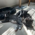 Stewart, Damien, Stanley, and Diego - @the_3_muscketeer_kitties - Instagram