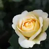 Damien Walter - @damien.walter7 - TikTok