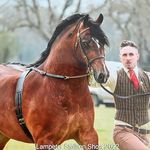 Damien Cwmrhymni Welsh Cobs - @cwmrhymniwelshcobs - Instagram