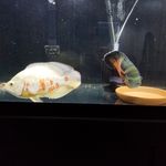 Damion K Cox - @thatlvfishguy - Instagram