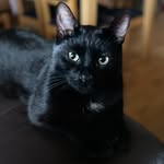 Damon 🖤 - @cat_damon_black - Instagram