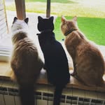 Grace, Damon & Oliver - @grace_damon_oliver - Instagram