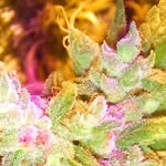 Ron Damon grow shop - @rondamongrowshop - Instagram