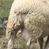 Dämonheim - @damonheim - TikTok