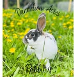 Dandelion Acres Rabbitry - @dandelionacresrabbitry - Instagram