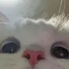 Dana Alcott - @dana.alcott78 - TikTok