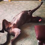 Dan Alderman - @alderman8200 - Instagram