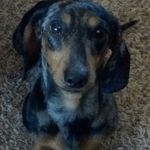 Dan Alderman - @boone812003 - Instagram