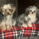 Dan Alderson - @murphy_and_maggie__lovers - Instagram