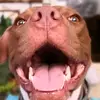 ❤️ Dana & Argo 💙 - @danaargo - TikTok