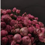 Dana - @danasherkh - Instagram