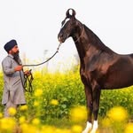 Amardeep Bhullar - @dana_stud_farm - Instagram