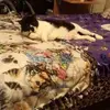 Dana Castle - @dana.castle6 - TikTok