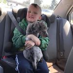 Great Danes Of Atwater Village - @great_danes_of_atwatervillage - Instagram