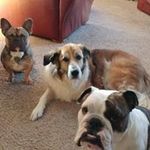 Dan Bachmann - @bachmanndan - Instagram