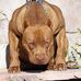 Dan Bartman - Facebook