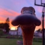 @dan.bartos7 - Instagram