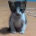 Daniele Bartez - Facebook